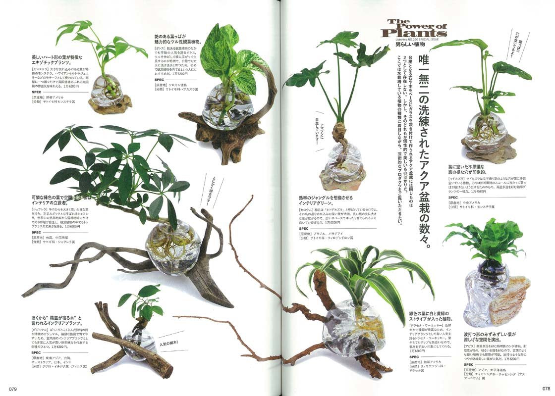 Lightning 2018年6月号 Vol.290「男らし植物」(2018/4/28発売)|メンズファッション誌「Lightning」公式オンラインストア