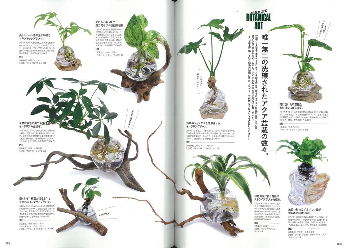 別冊 lightning Vol.207グリーンライフ ライトニング 塊根植物 別冊Lightning Vol.207「グリーンライフ」（2019/6/17発売