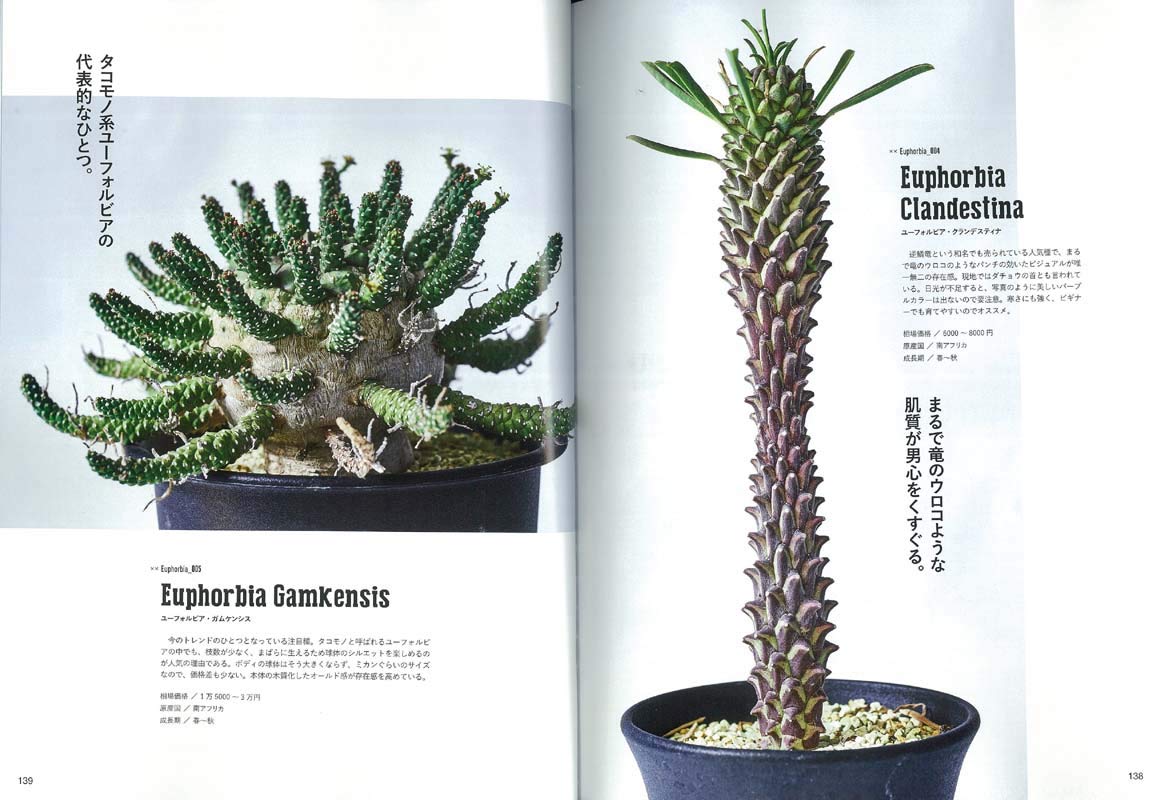 【復刻版】Lightning Archives GREEN LIFE (グリーンライフ)